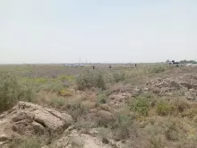 BPH Sampling in Muthana