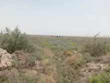 BPH Sampling in Muthana