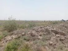 BPH Sampling in Muthana