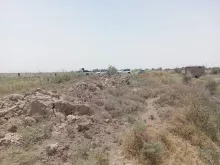 BPH Sampling in Muthana