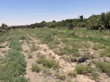 BPH Sampling in Basra