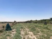 BPH Sampling in Basra