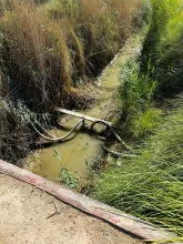 BPH Sampling in Dhi Qar
