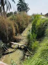 BPH Sampling in Dhi Qar