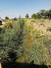 BPH Sampling in Dhi Qar