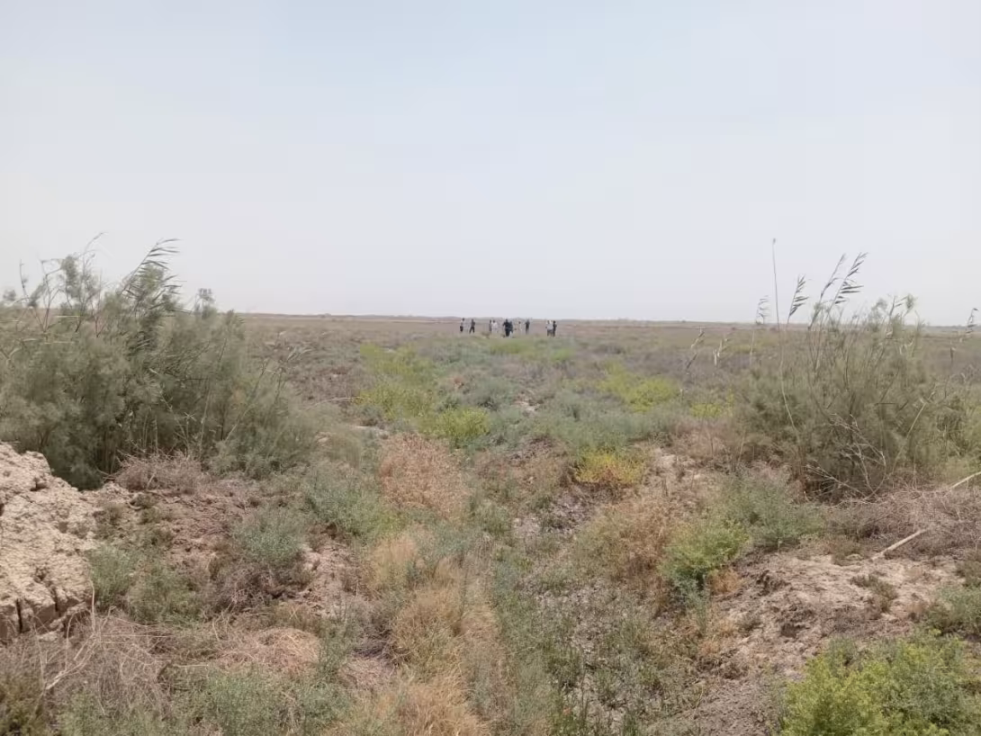 BPH Sampling in Muthana