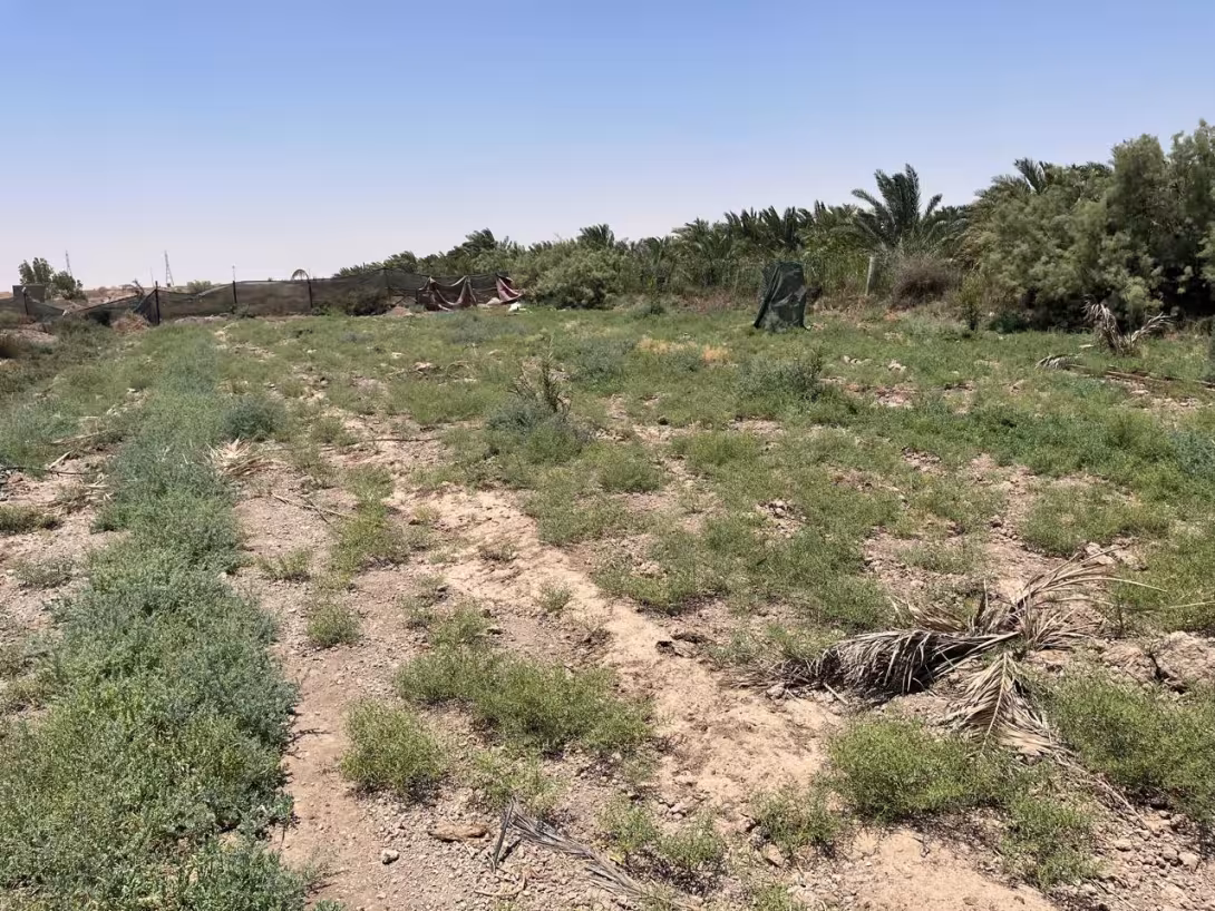 BPH Sampling in Basra