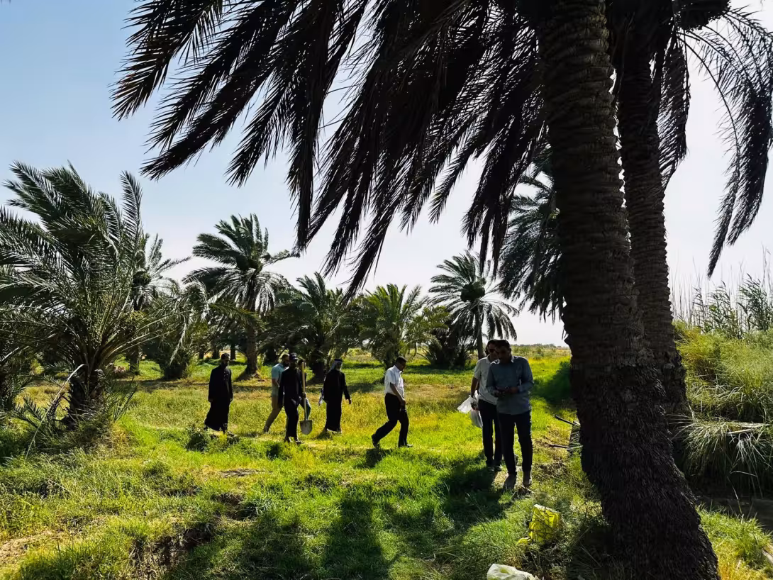 BPH Sampling in Dhi Qar